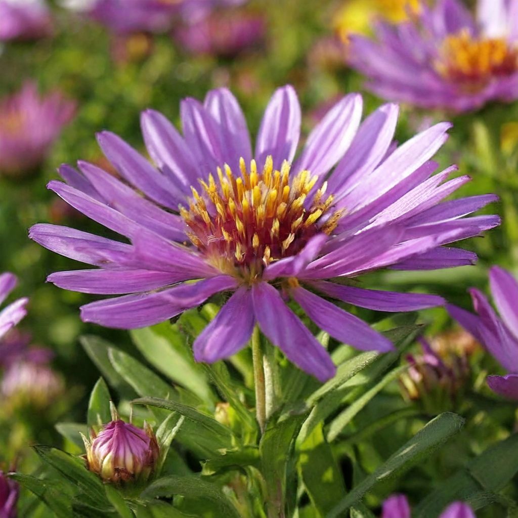 Aster dumosus Wood's Purple