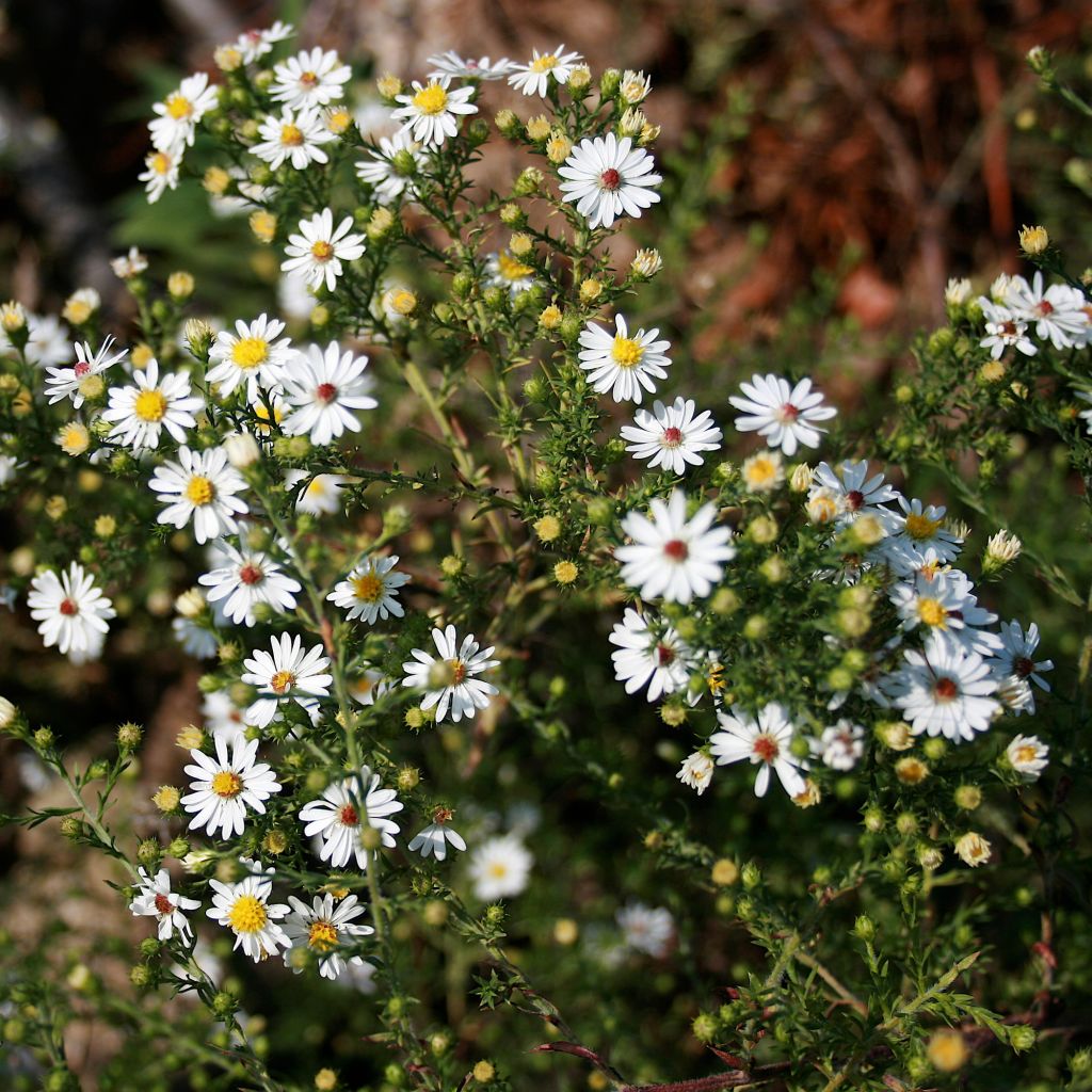 Aster ericoïdes