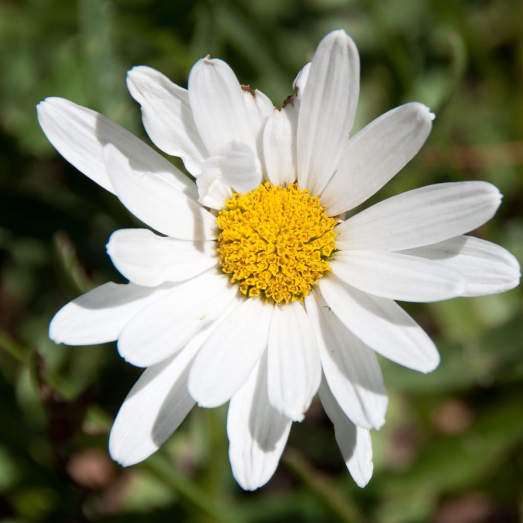 Aster ericoïdes