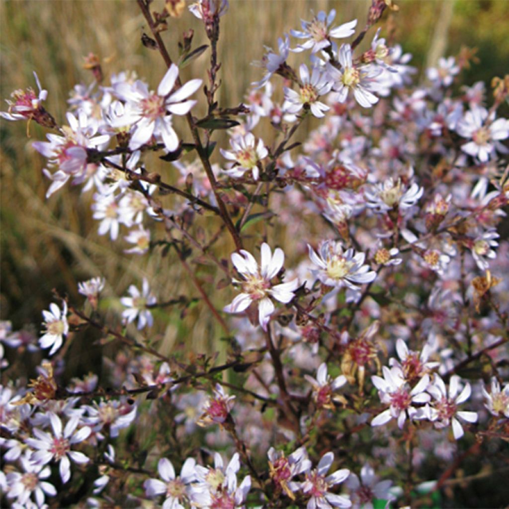 Aster ericoides Blue Star - Aster à feuilles de bruyère.