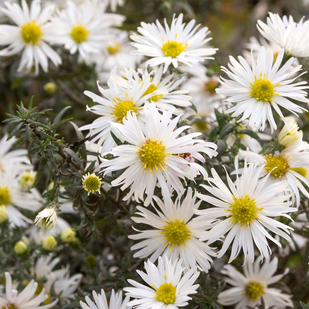 Aster ericoïdes f. prostratus Snow Flurry - Aster fausse-bruyère