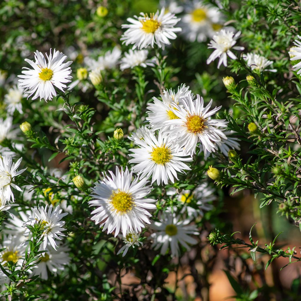 Aster ericoïdes f. prostratus Snow Flurry - Aster fausse-bruyère