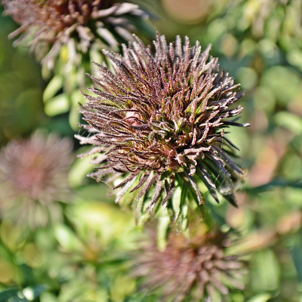 Aster hybride Ann Leys