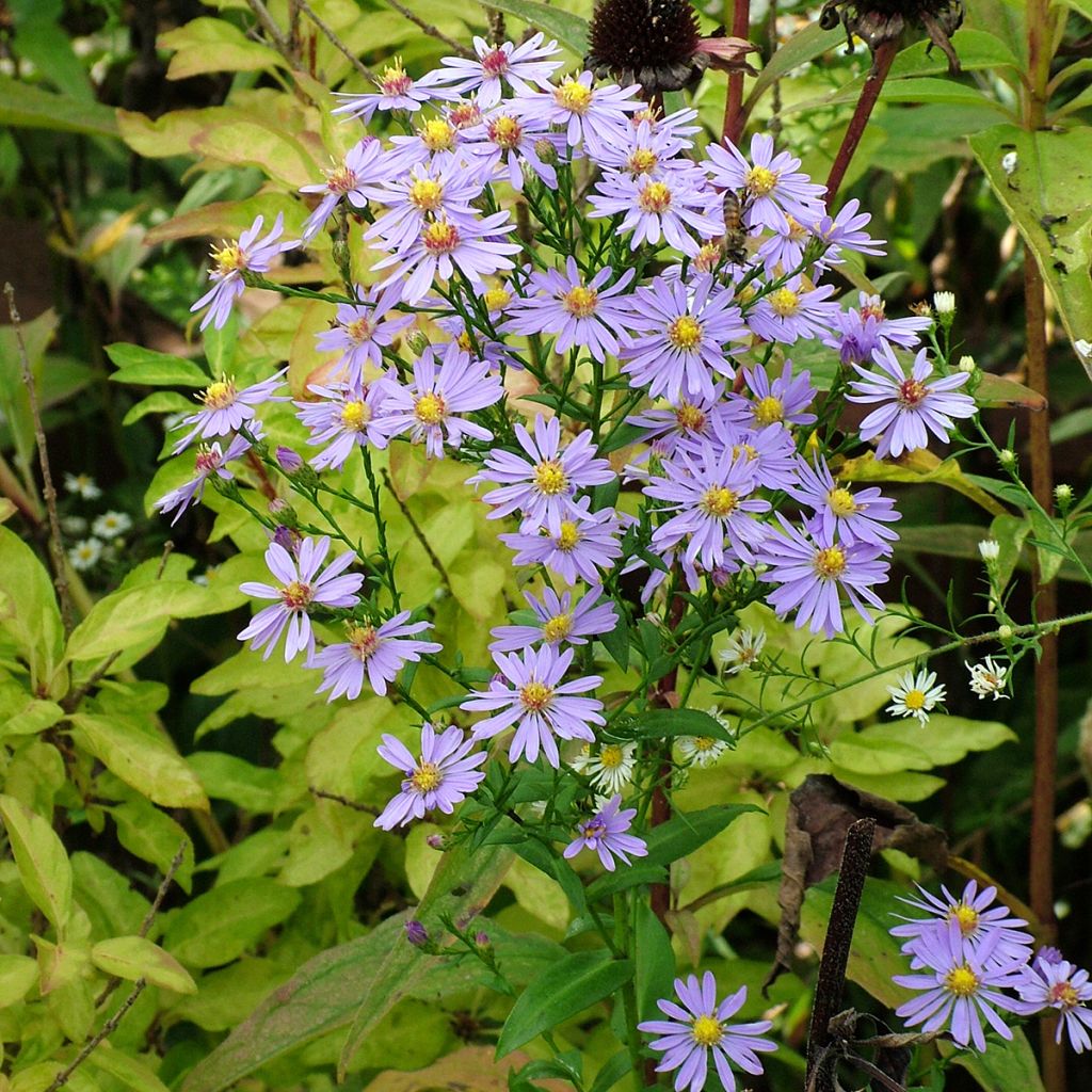 Aster laevis - Aster géant d'automne