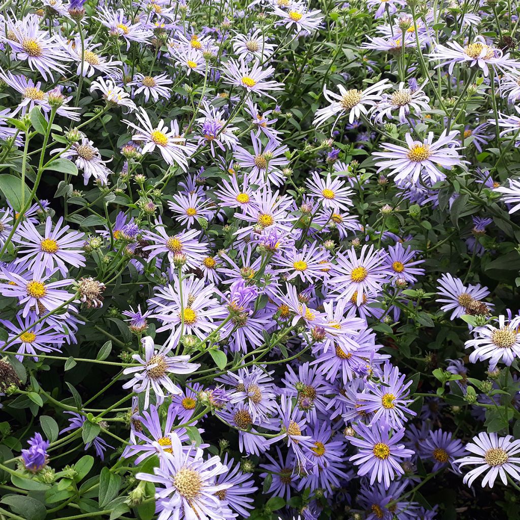 Aster laevis - Aster géant d'automne