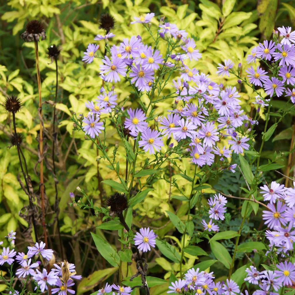 Aster laevis - Aster géant d'automne