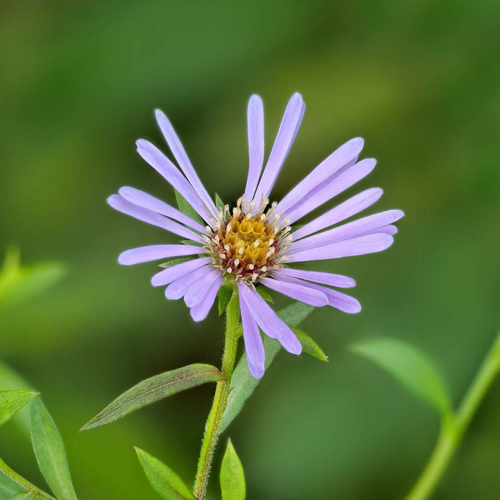 Aster laevis - Aster géant d'automne