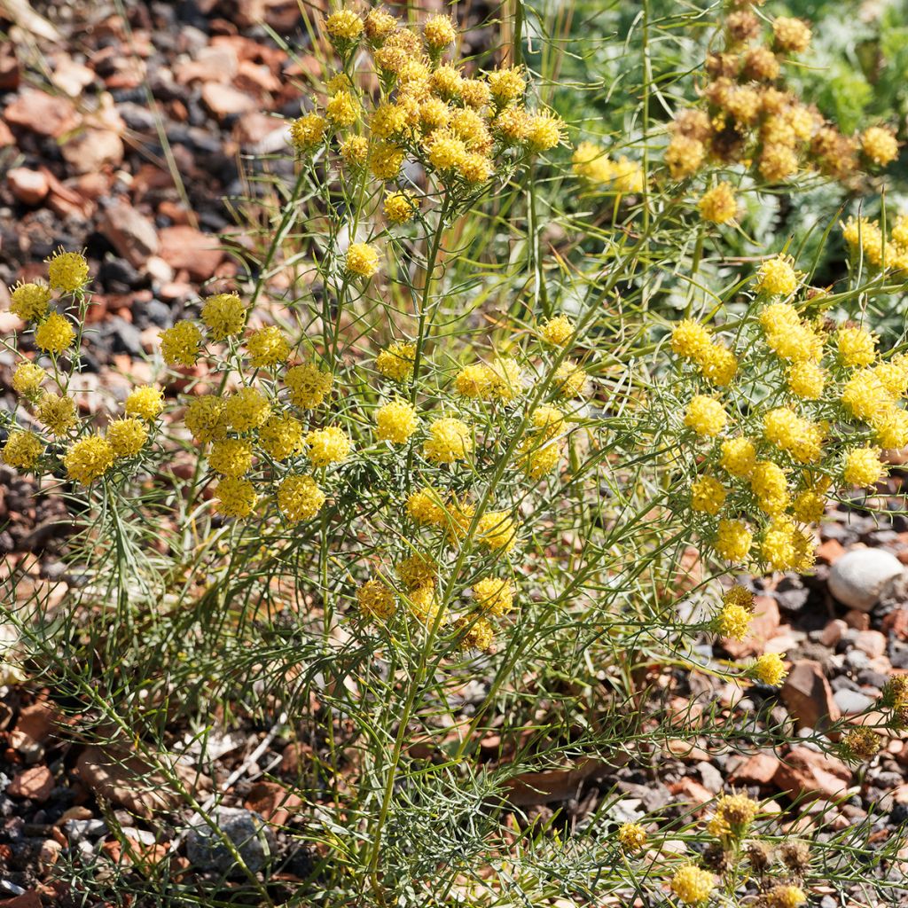 Aster linosyris - Aster d'automne