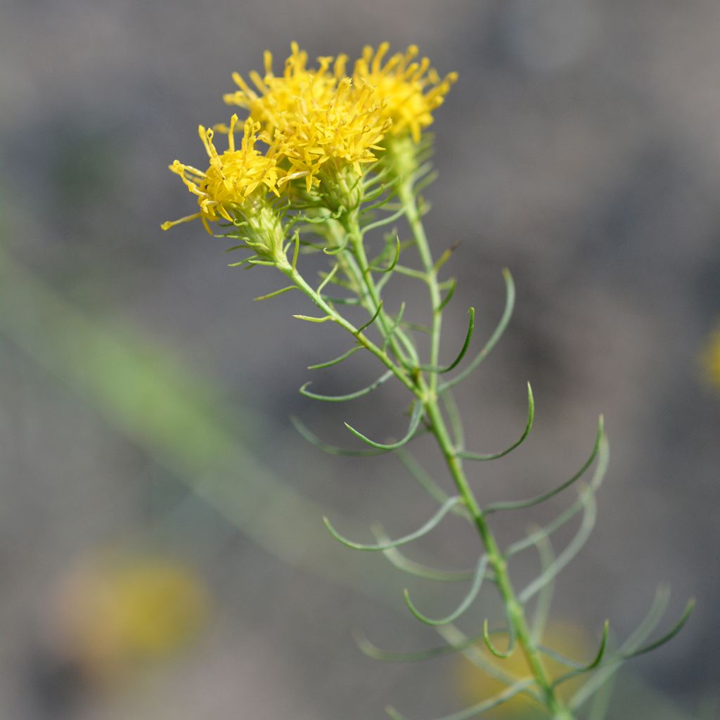 Aster linosyris - Aster d'automne