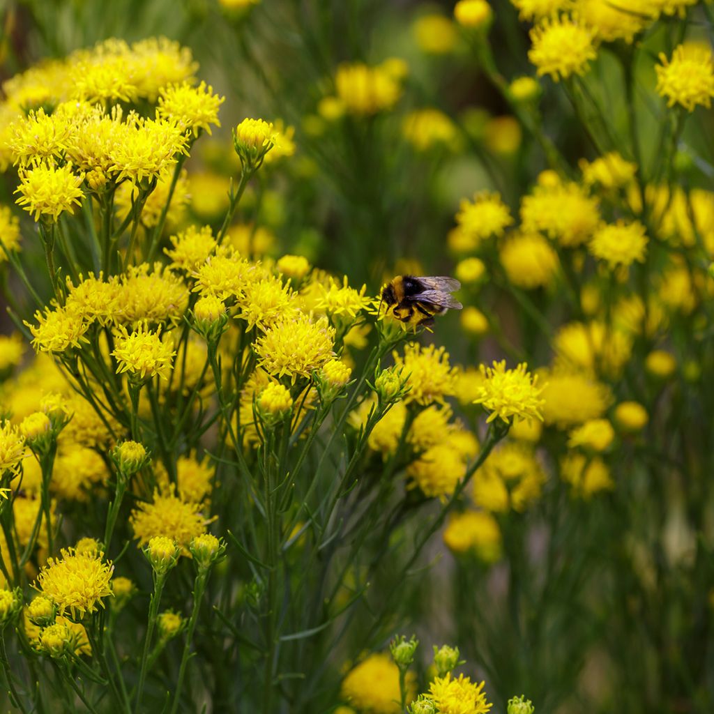 Aster linosyris - Aster d'automne