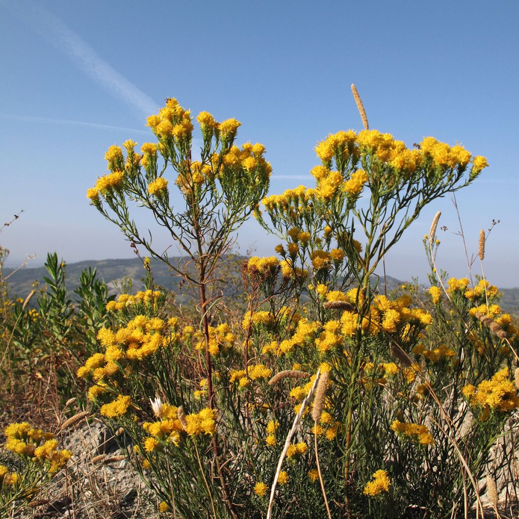 Aster linosyris - Aster d'automne