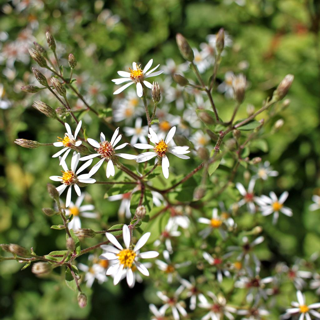 Aster macrophyllus