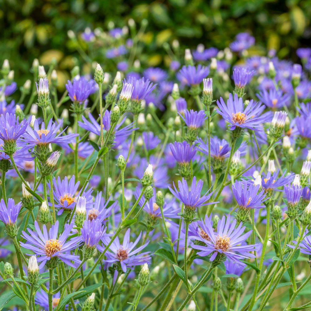 Aster macrophyllus twilight