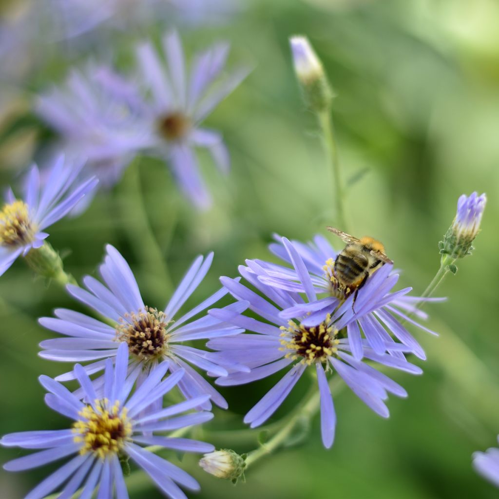 Aster macrophyllus twilight