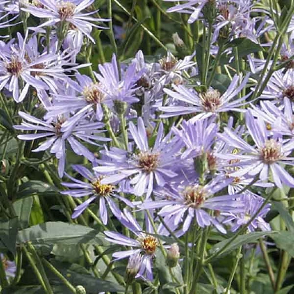 Aster macrophyllus twilight