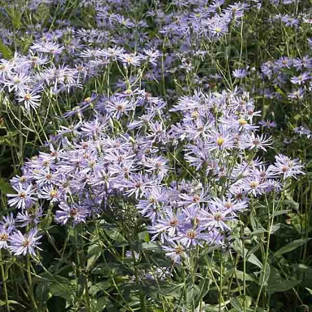 Aster macrophyllus twilight