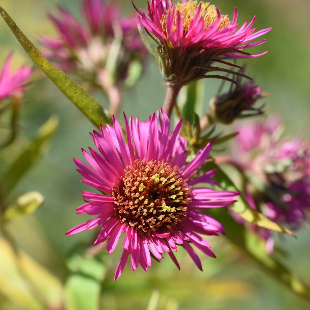 Aster novae-angliae Andenken an Alma Pötschke