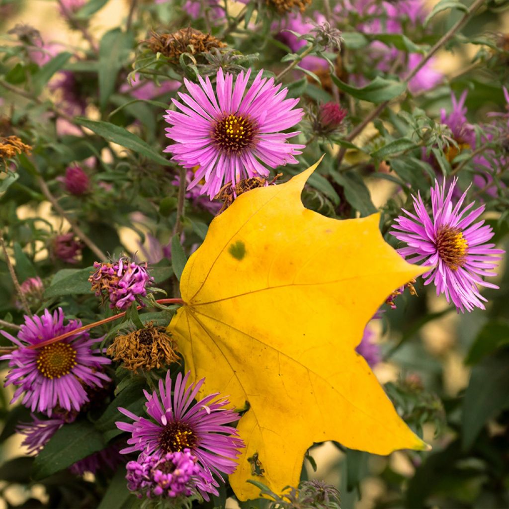 Aster novae-angliae Barr's Pink - Grand aster d'automne