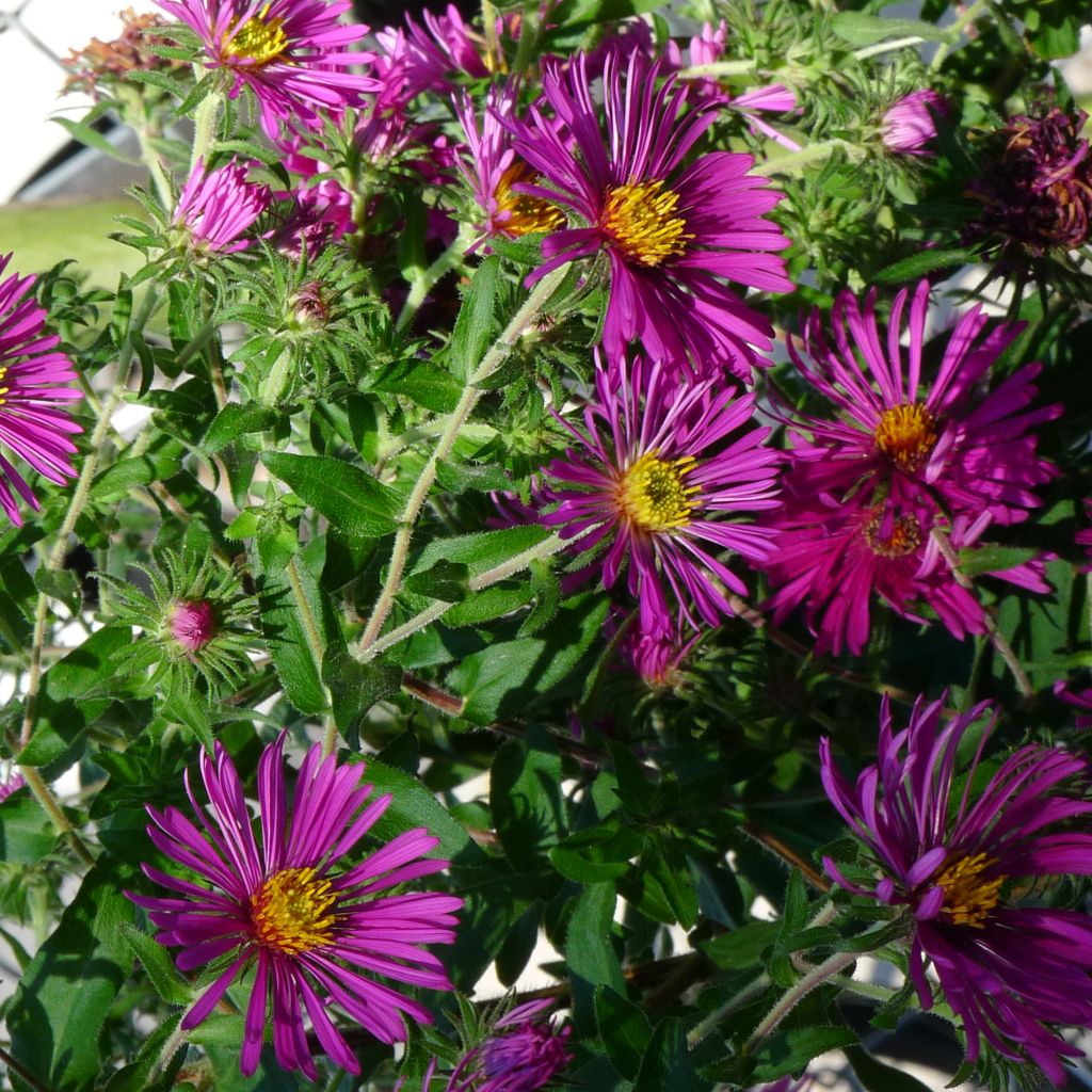 Aster novae-angliae Constanz