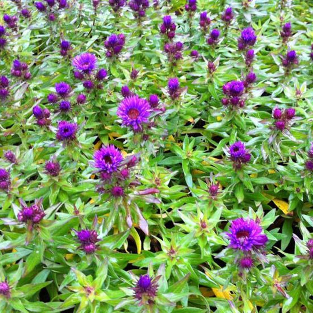 Aster novae-angliae Purple Dome