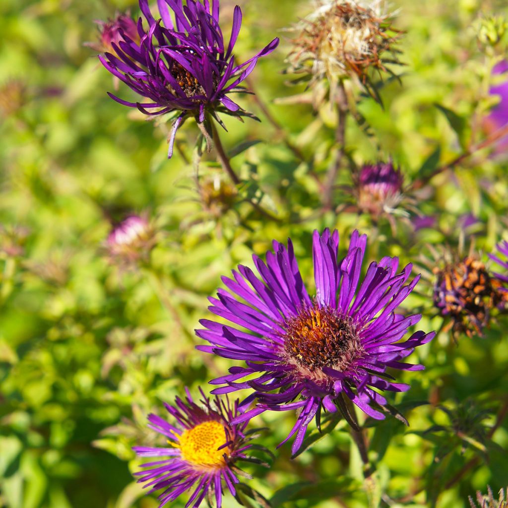 Aster novae-angliae Purple Dome - Aster d'automne