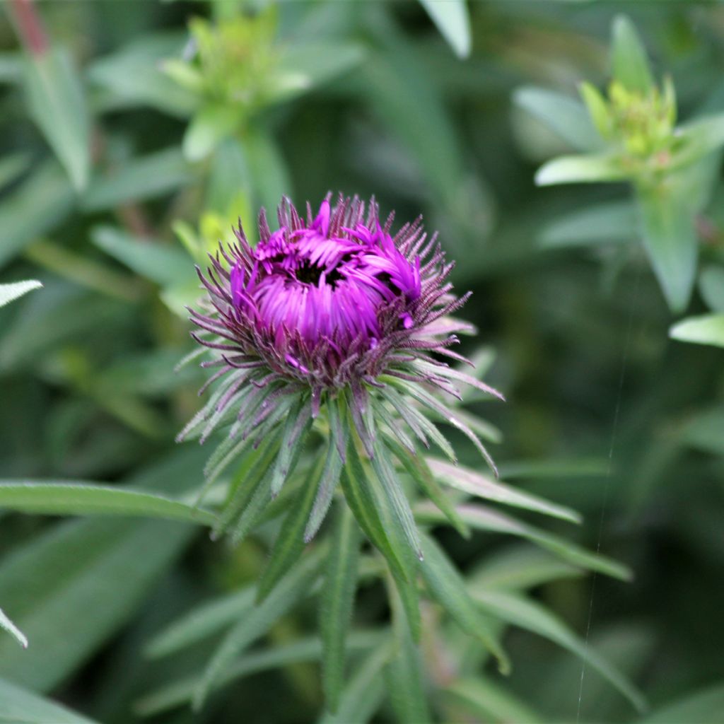 Aster novae-angliae Purple Dome - Aster d'automne