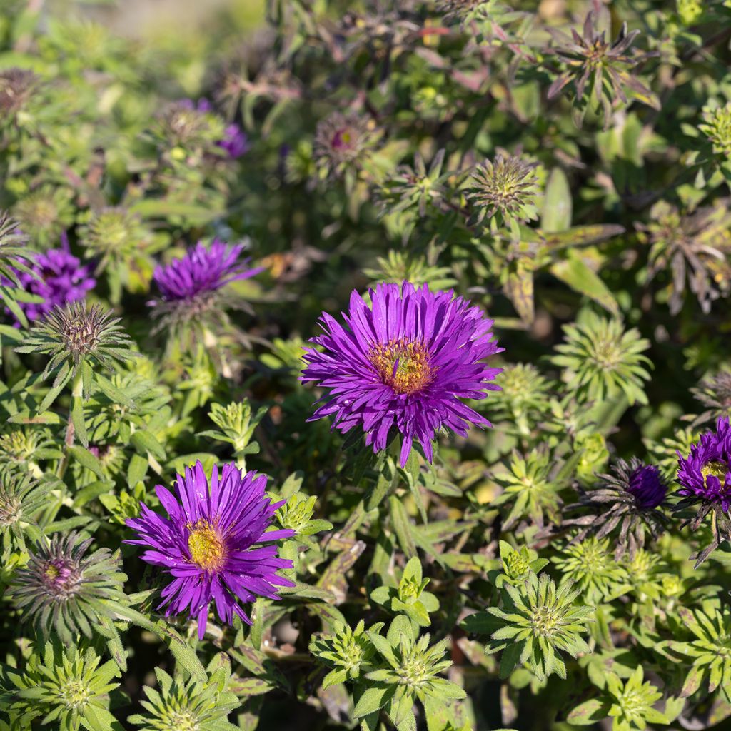 Aster novae-angliae Purple Dome - Aster d'automne