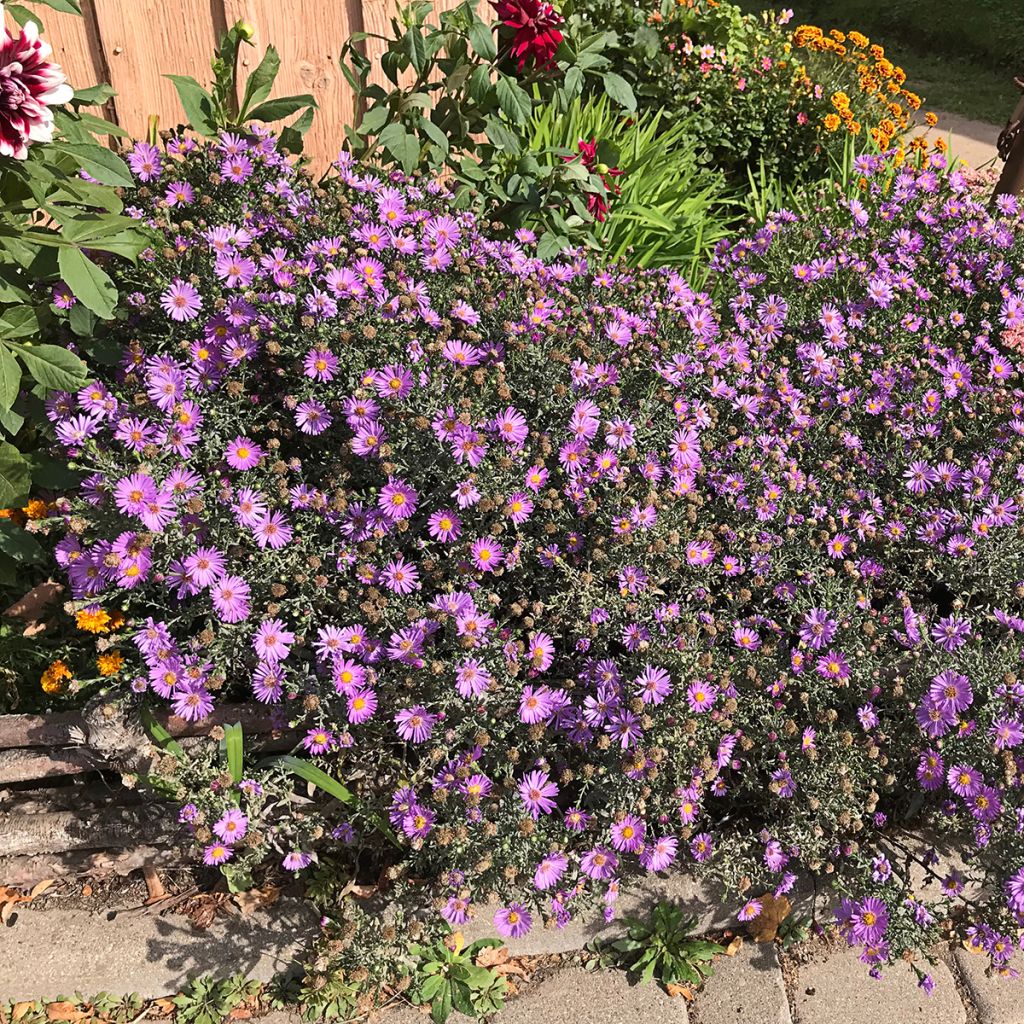 Aster novae-angliae Purple Dome - Aster d'automne