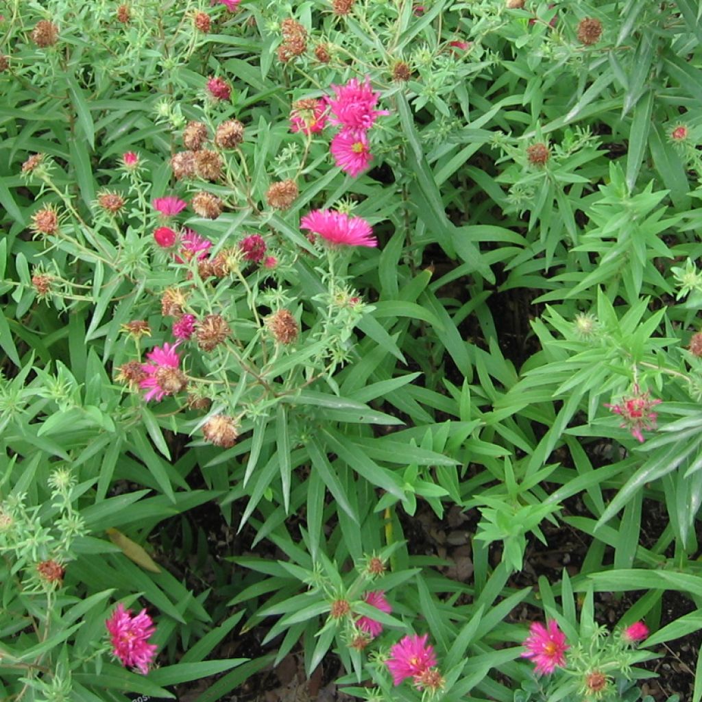 Aster novae-angliae Rosanna