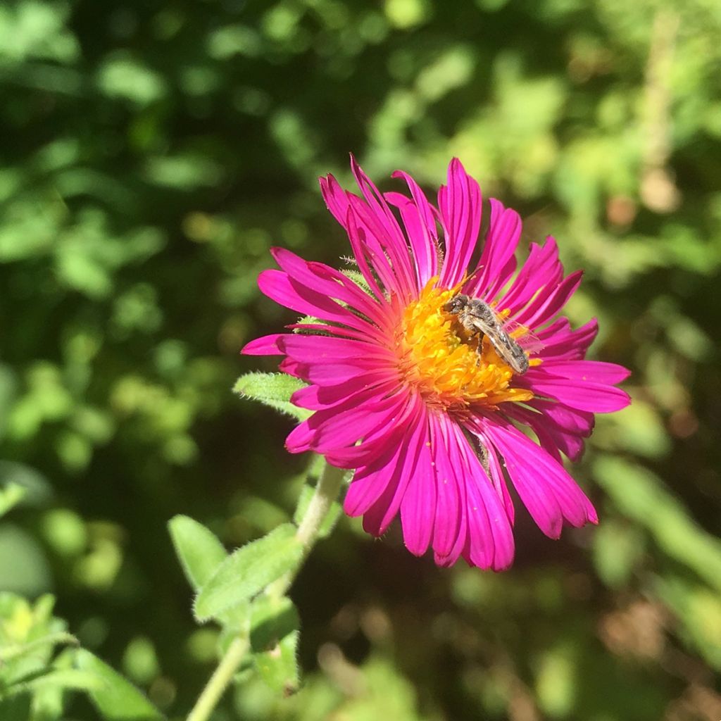 Aster novae-angliae Septemberrubin - Septembre rouge