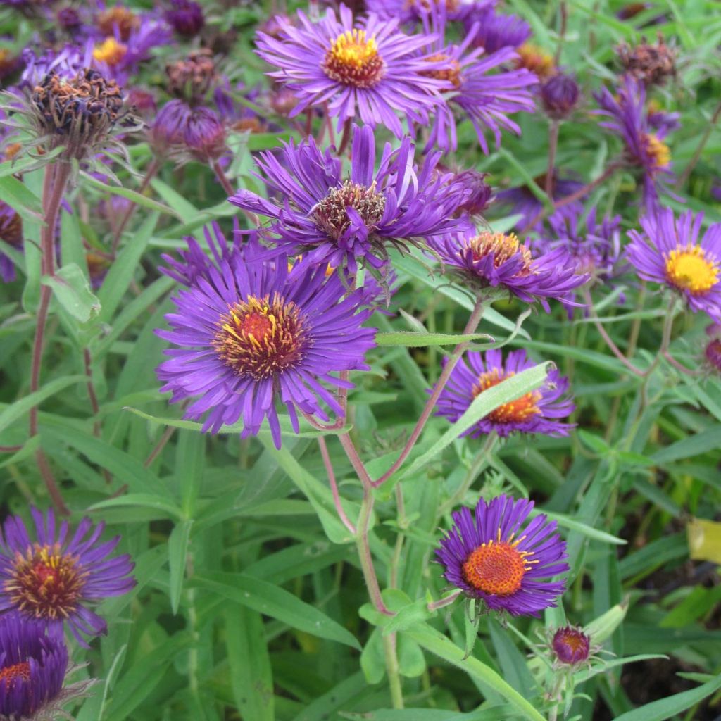 Aster novae-angliae Violetta - Aster grand d’automne