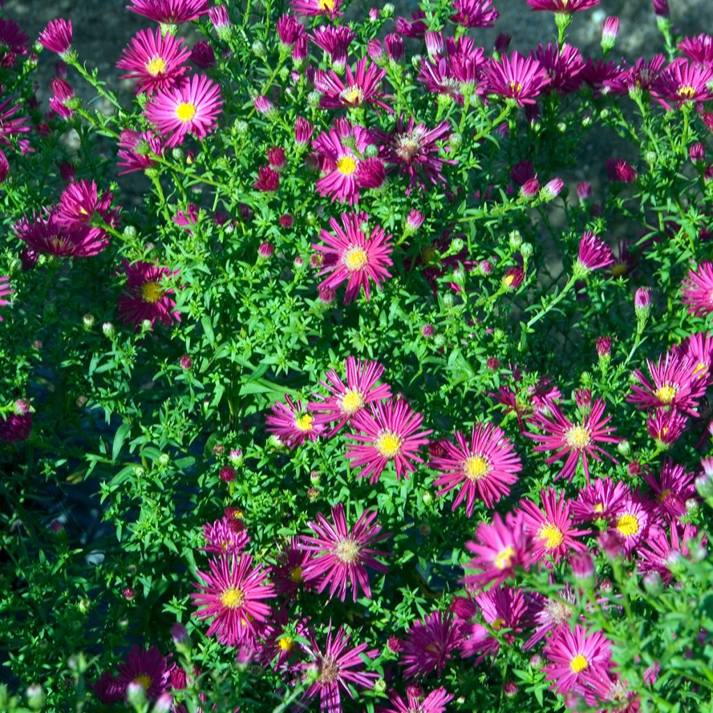 Aster novi-belgii Crimson Brocade - Aster grand d'automne