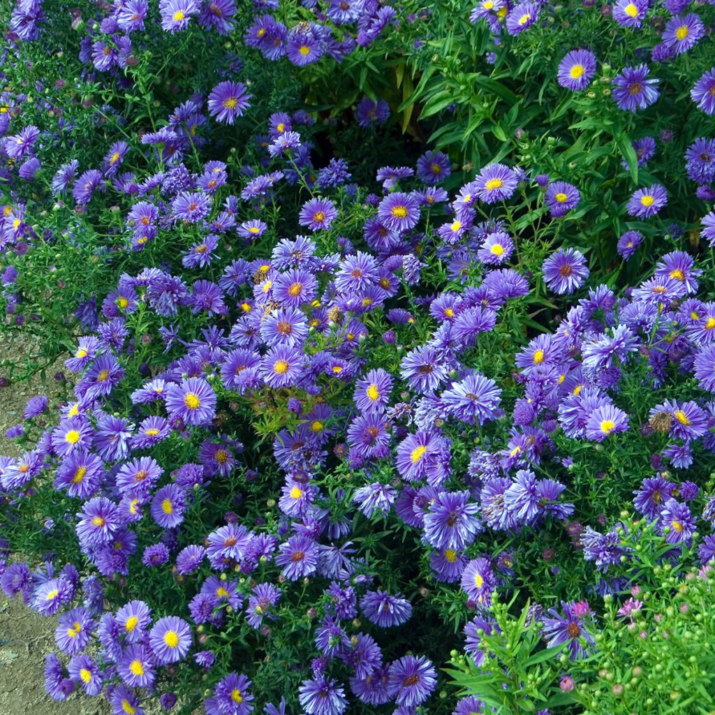 Aster novi-belgii Eventide - Aster grand d’automne