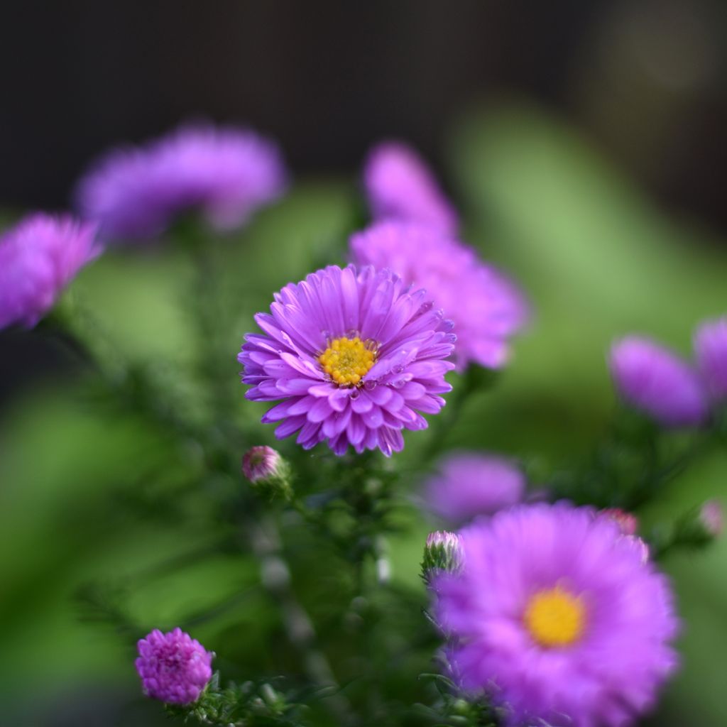 Aster novi-belgii Karmin Kuppel