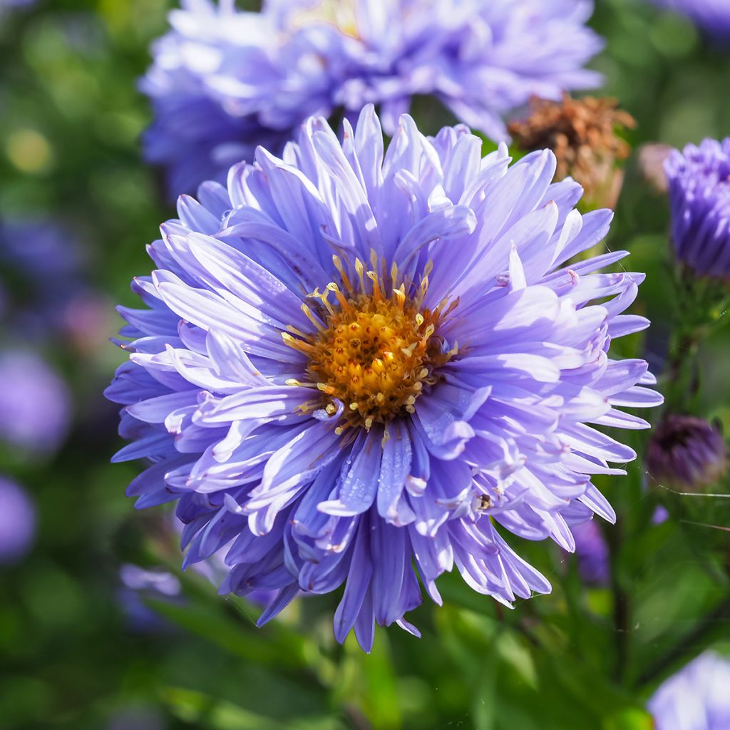 Aster novi-belgii Marie Ballard - Aster grand d’automne