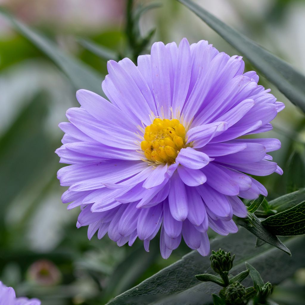 Aster novi-belgii Marie Ballard - Aster grand d’automne