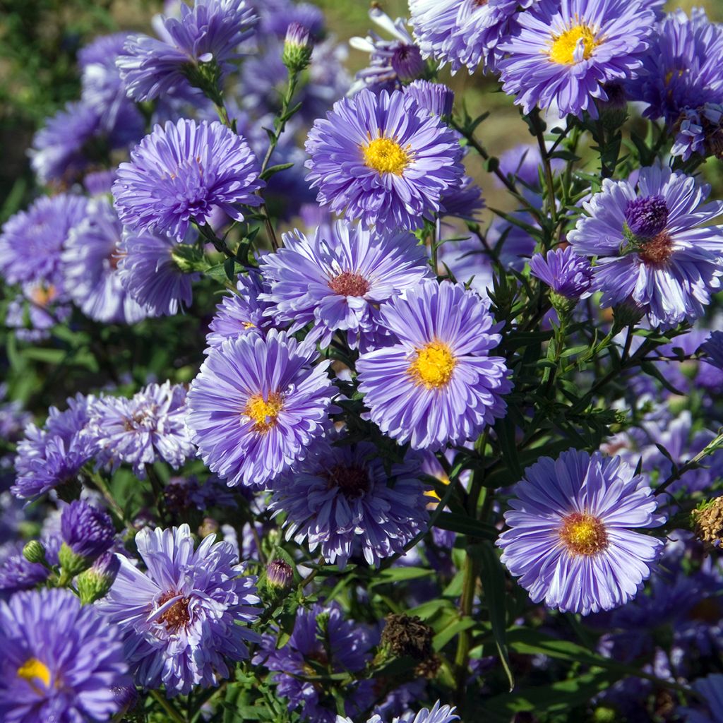 Aster novi-belgii Marie Ballard - Aster grand d’automne