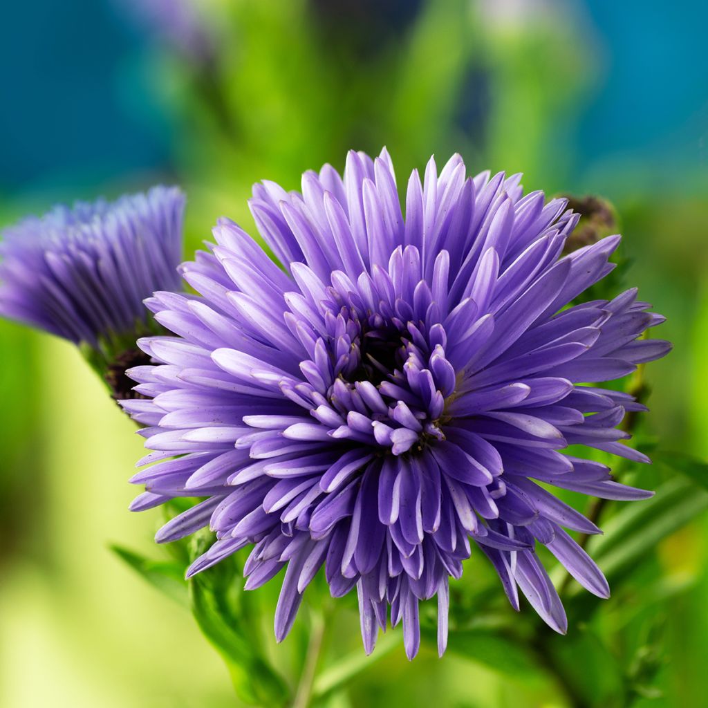 Aster novi-belgii Marie Ballard - Aster grand d’automne