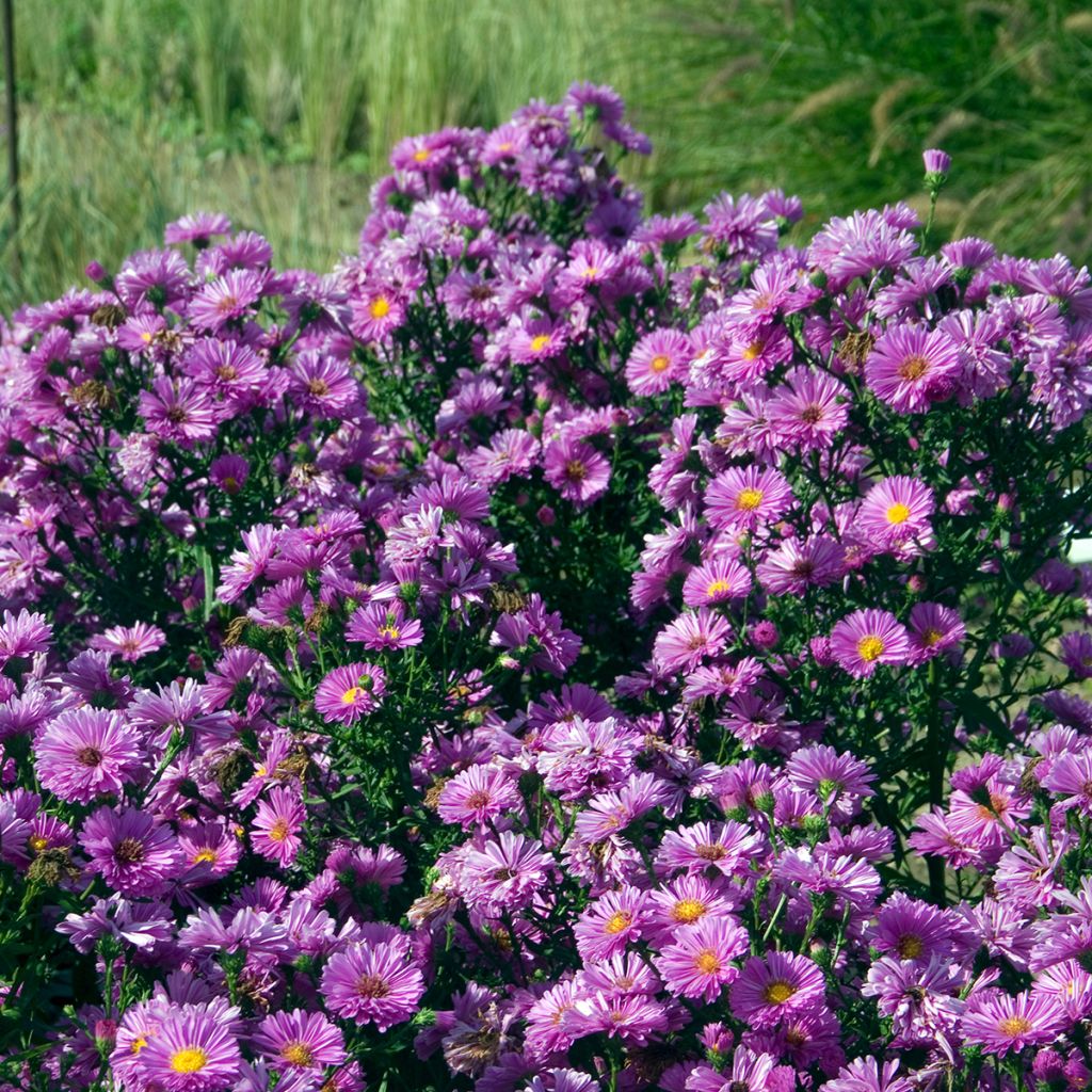 Aster novi-belgii Patricia Ballard - Aster grand d’automne