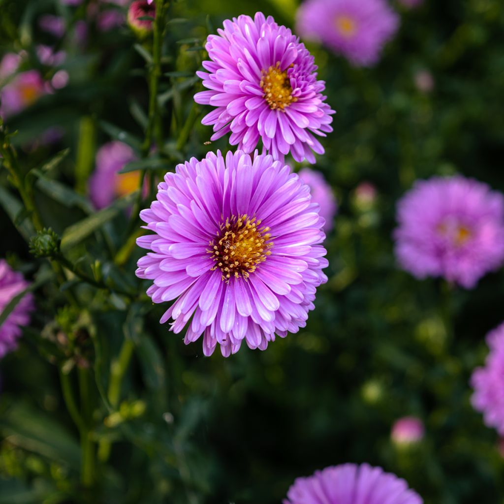 Aster novi-belgii Patricia Ballard - Aster grand d’automne