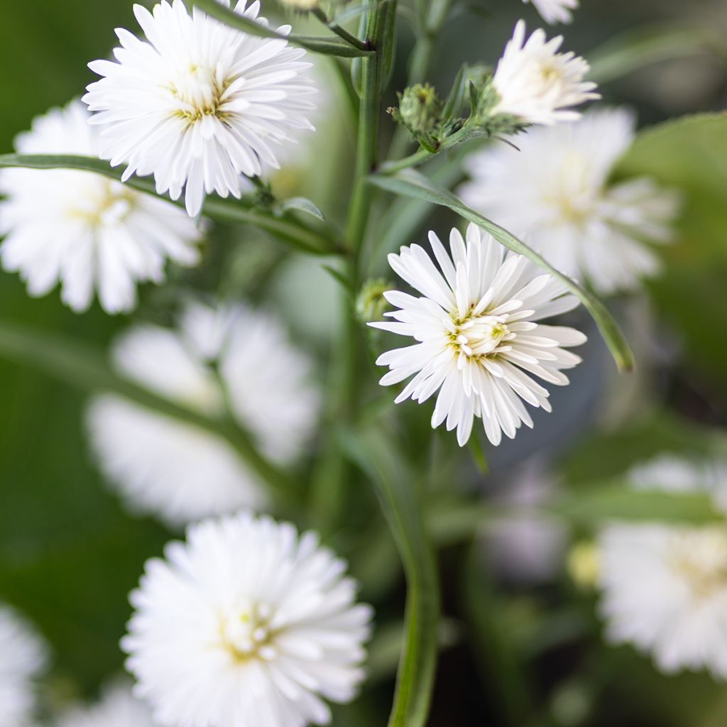 Aster novi-belgii White Lady - Aster grand d'automne