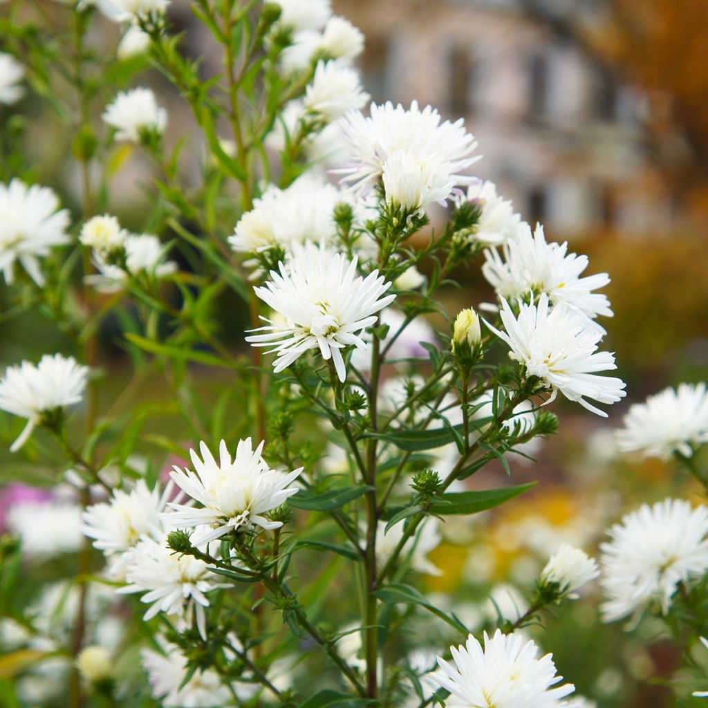 Aster novi-belgii White Lady - Aster grand d'automne