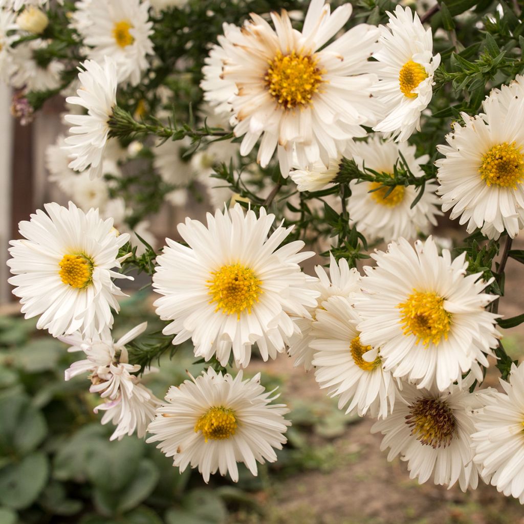 Aster novi-belgii White Lady - Aster grand d'automne