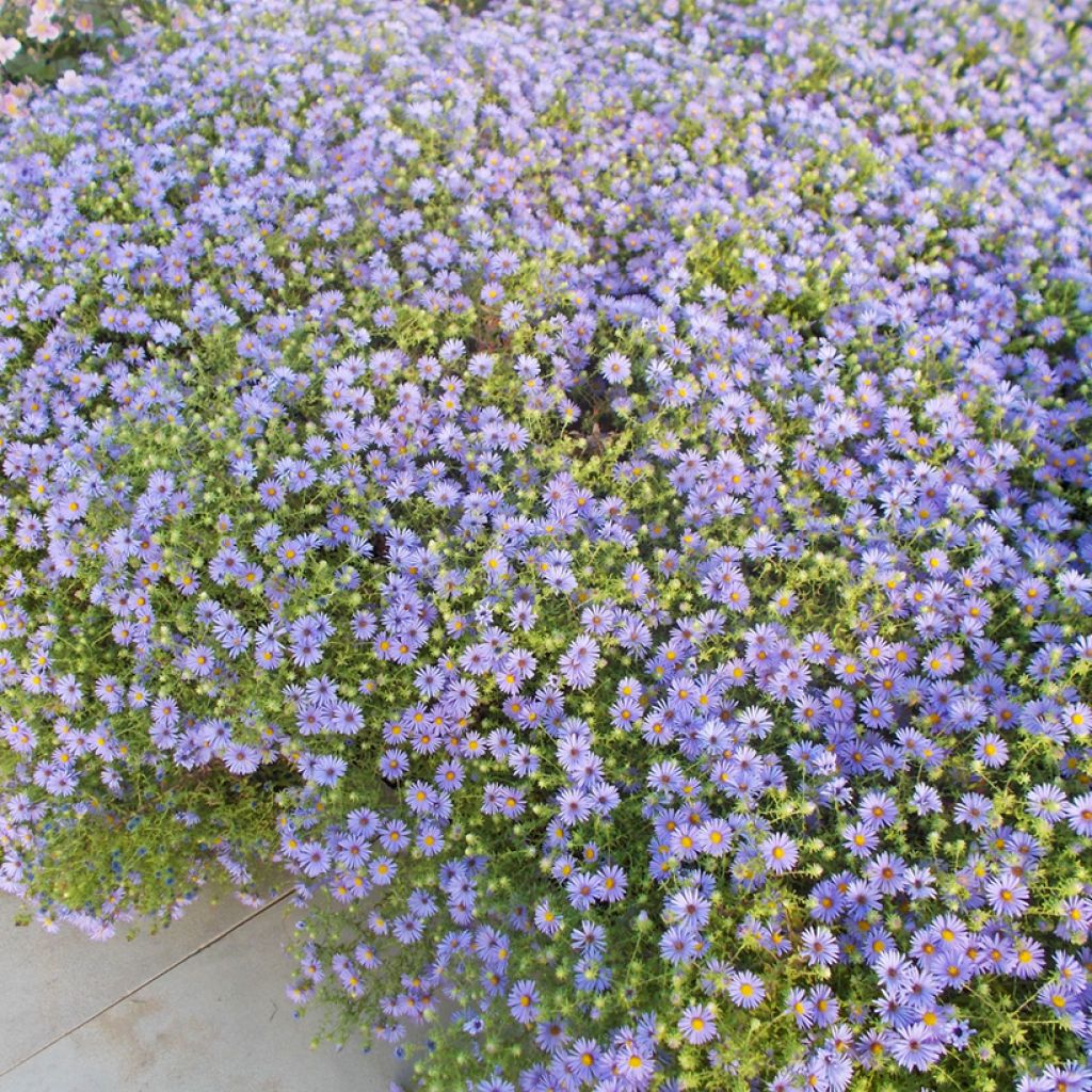 Aster oblongifolius October Skies - Symphyotrichum oblongifolium