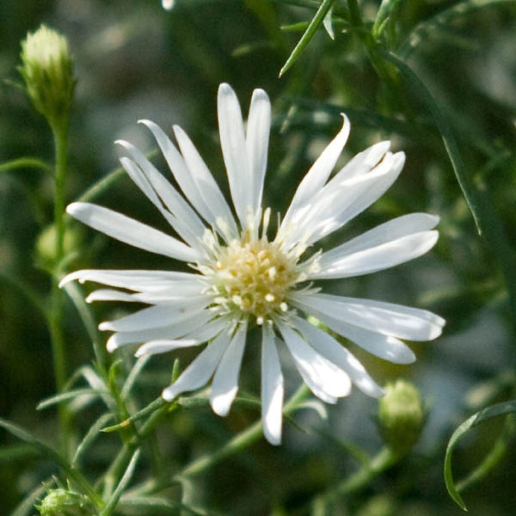 Aster pringlei Monte Cassino