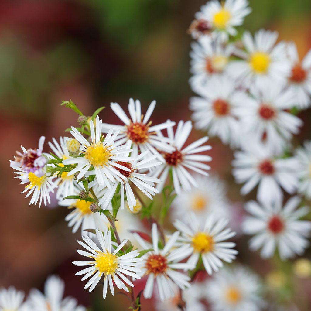 Aster pringlei Monte Cassino