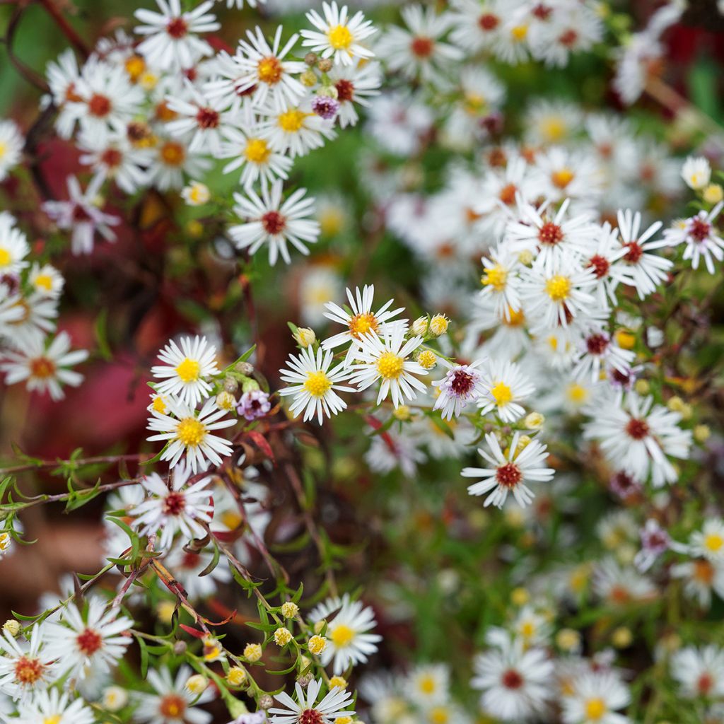 Aster pringlei Monte Cassino