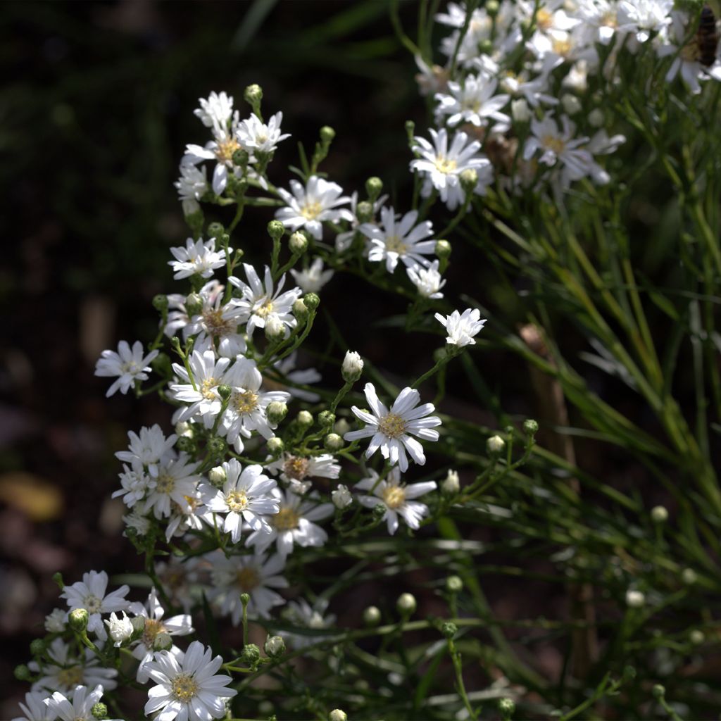 Aster ptarmicoïdes