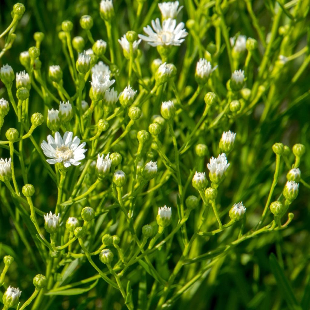 Aster ptarmicoïdes