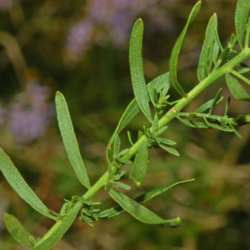 Aster à feuilles de sedum - Aster sedifolius